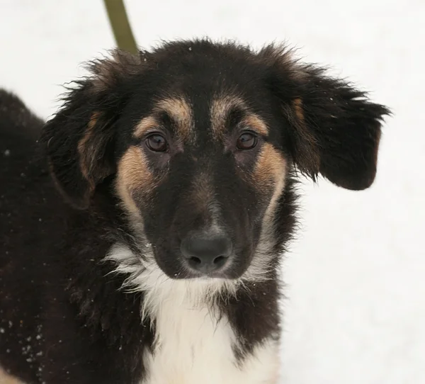 Black and red dog on snow — Stock Photo, Image