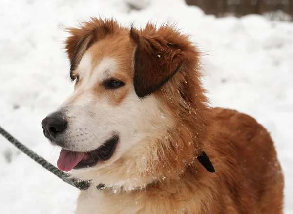 Ginger Kudłaty pies na śniegu — Zdjęcie stockowe
