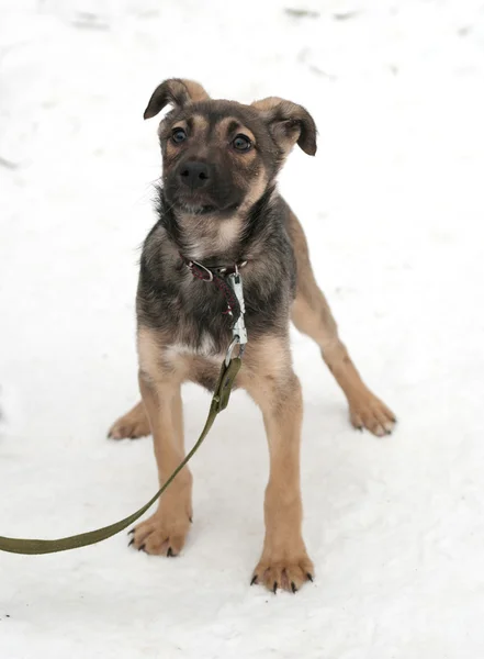 Little gray puppy standing on snow — Stock Photo, Image