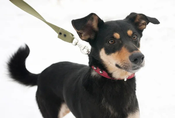 Black and red dog in red collar standing on snow — Stock Photo, Image