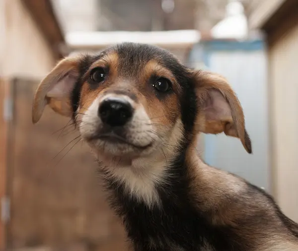 Brown puppy with big ears — Stock Photo, Image