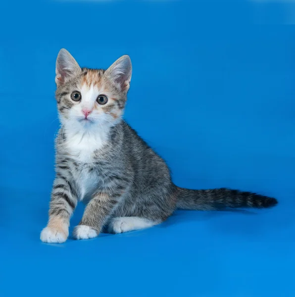 Tricolor striped kitten sitting on blue — Stock Photo, Image