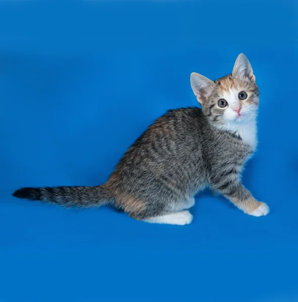 Tricolor rayas gatito sentado en azul —  Fotos de Stock