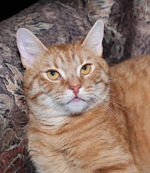 Czerwony kot ustanawia na kanapie — Zdjęcie stockowe