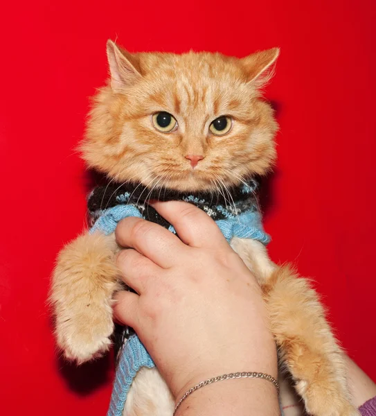 Ginger bobbed cat in sweater on red — Stock Photo, Image