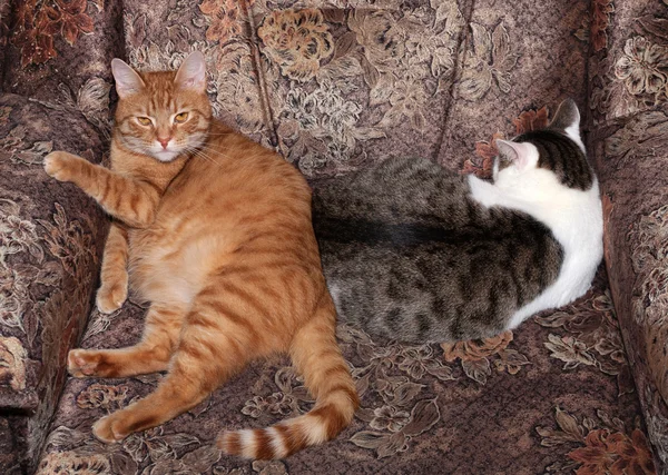 Two cat lays on couch — Stock Photo, Image