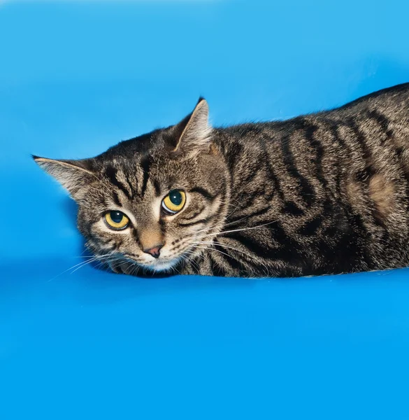 Tabby cat lying on blue — Stock Photo, Image