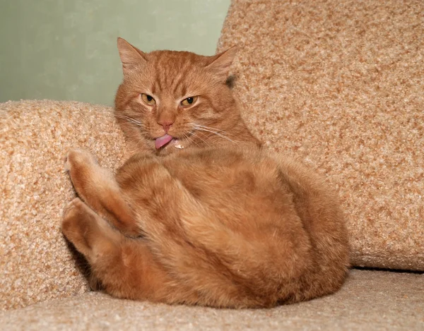 Chat rouge léché sur chaise — Photo