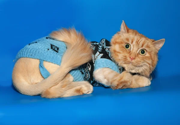 Ginger houpavý svetr kočky leží na modré — Stock fotografie