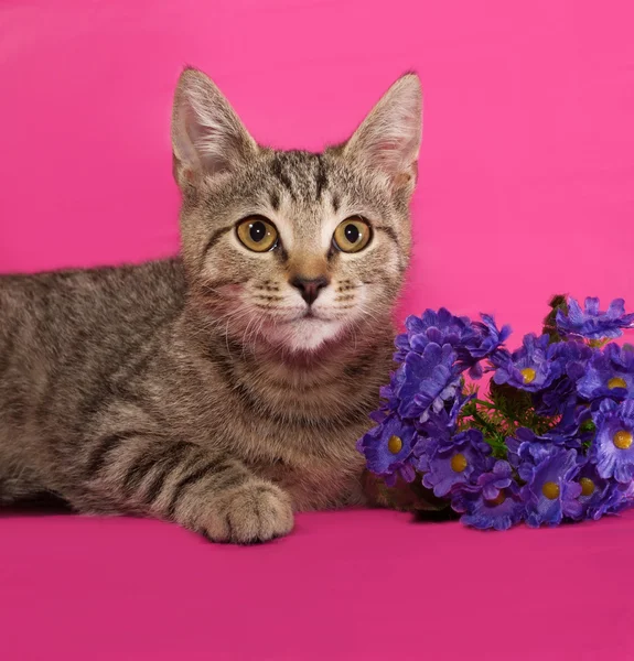 Striped kitten with bouquet of flowers lying on pink — Stock Photo, Image