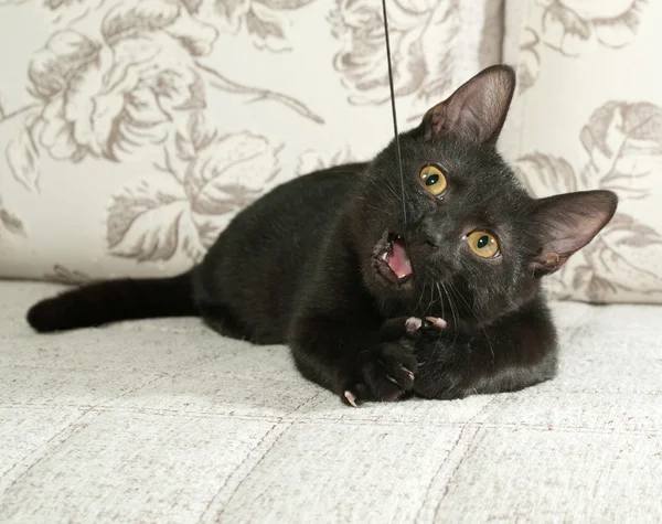 Black kitten chewing on toy — Stock Photo, Image