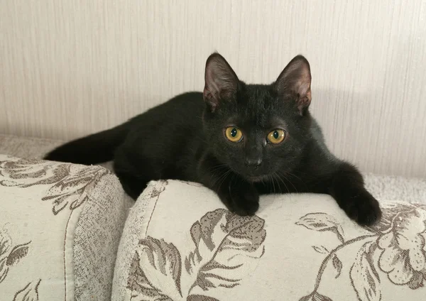 Musta kissanpentu makaa sohvalla — kuvapankkivalokuva
