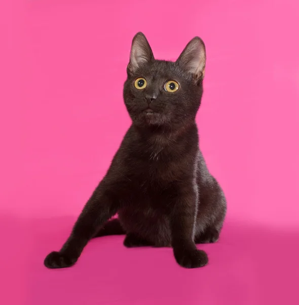 Černé kotě sedící na růžové — Stock fotografie
