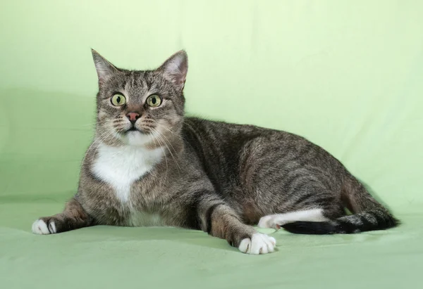 Striped cat lies on green — Stock Photo, Image