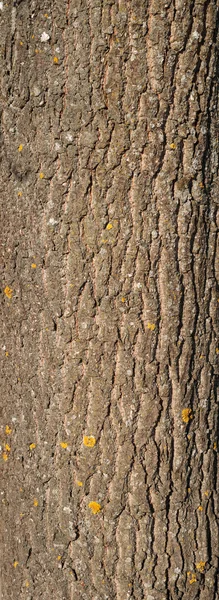 Textur der Baumrinde mit grünem Moos bedeckt — Stockfoto