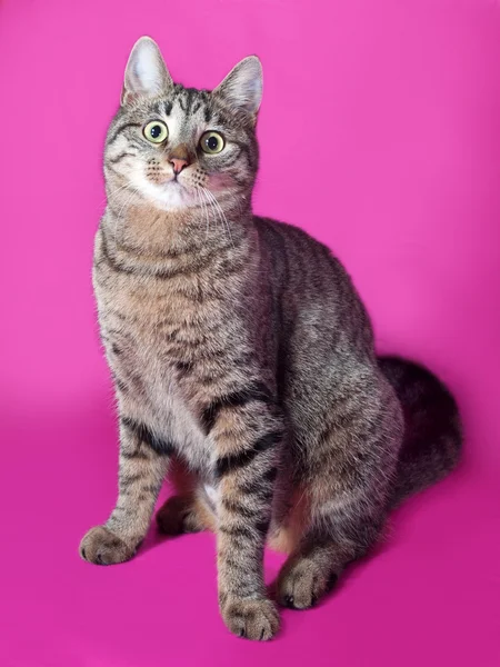 Tabby katt sitter på rosa — Stockfoto