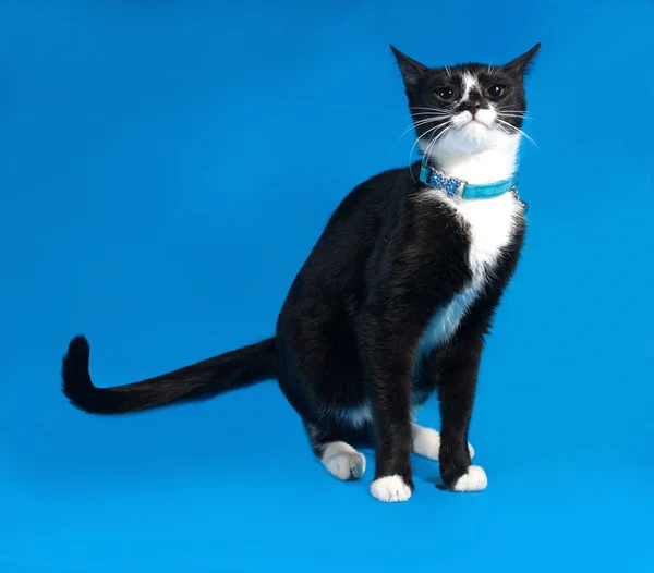 Schwarz-weiße Katze steht auf blau — Stockfoto