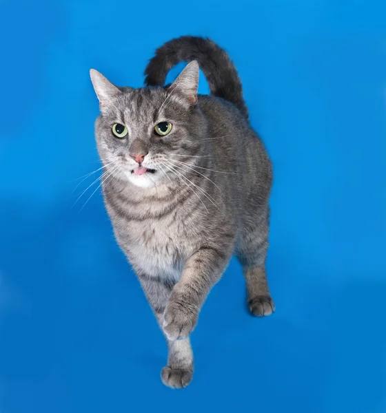 Šedá mourovatá kočka stojící na modré — Stock fotografie