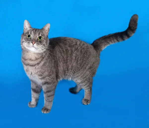 Gray tabby cat standing on blue — Stock Photo, Image