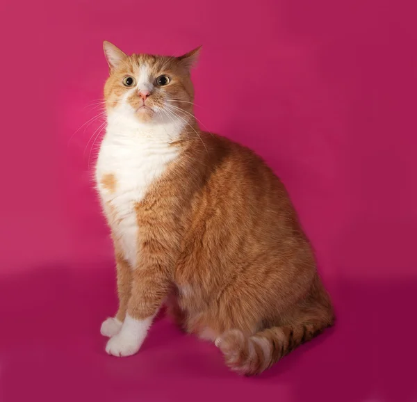 Spessa arrabbiato gatto rosso e bianco seduto su rosa — Foto Stock