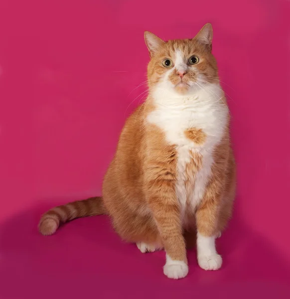 Dikke boos rode en witte kat, zittend op roze — Stockfoto