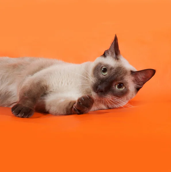 Thai cat with green eyes lying on orange — Stock Photo, Image