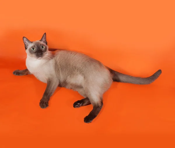 Gatto tailandese con occhi verdi sdraiato su arancione — Foto Stock