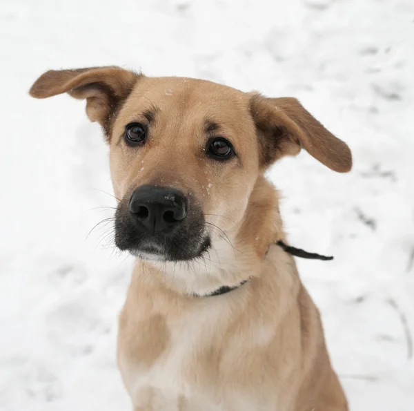 Yellow dog on snow — Stock Photo, Image