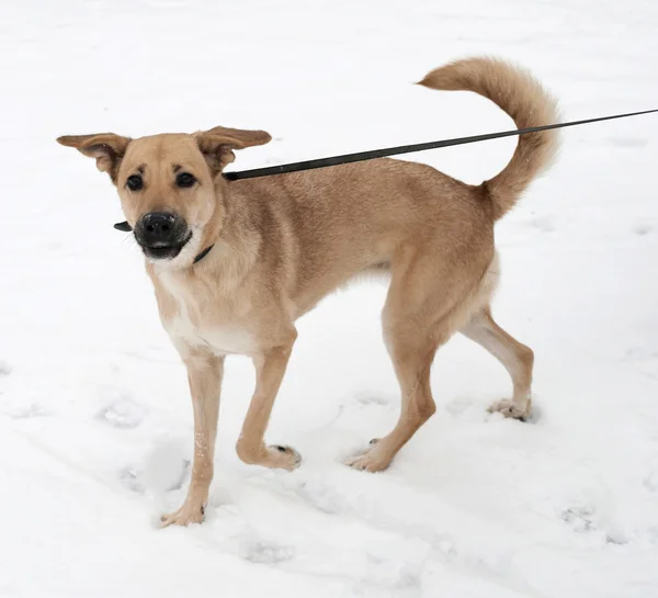 Yellow dog going on snow — Stock Photo, Image