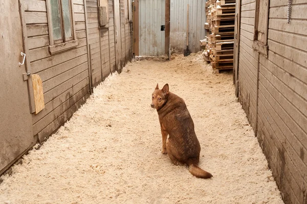 Red dog sits on sawdust between building modules — Stock Photo, Image