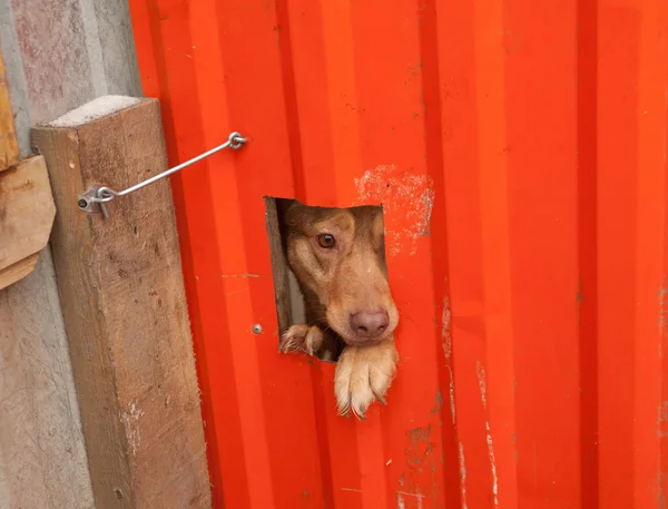 Red dog peeking through window in orange gate — Stock Photo, Image