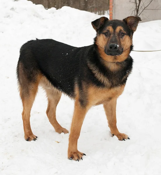 Чорно-червоний собака стоїть на снігу — стокове фото