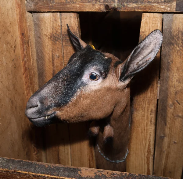 Swiss brown goat in barn — Stock Photo, Image