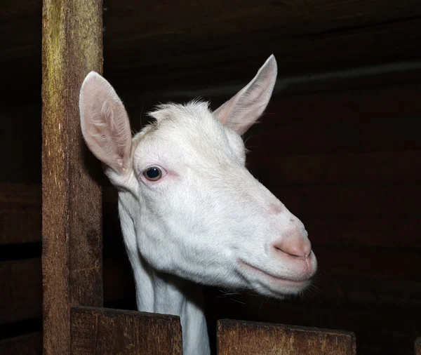 Saanen weiße Ziege im Stall — Stockfoto