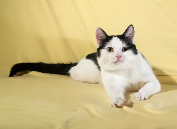 Bianco con gattino macchie nere sdraiato sul giallo — Foto Stock