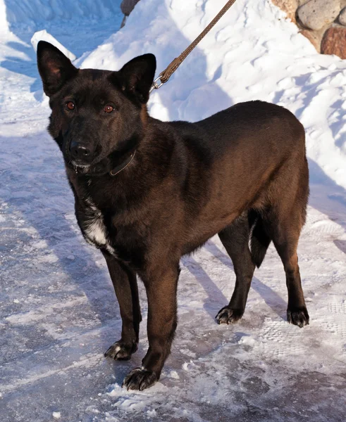 Fekete kutya állandó hó — Stock Fotó
