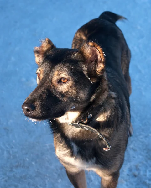 Grå hund med beskurna öron på snö — Stockfoto