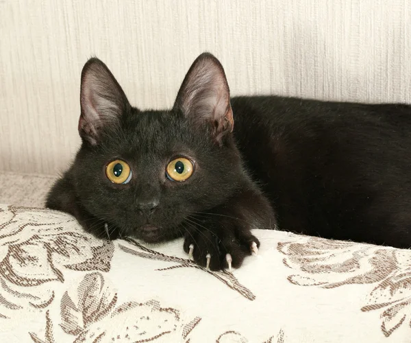 Черный котёнок лежит на диване — стоковое фото