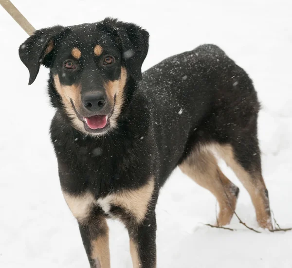 雪の上に立っている赤い斑点のある黒犬 — ストック写真
