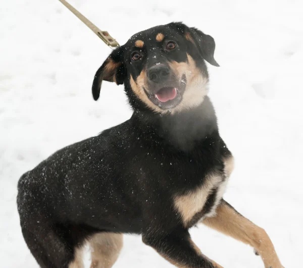 Zwarte hond met rode vlekken permanent op sneeuw — Stockfoto