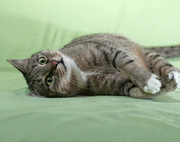 Striped cat lying on green — Stock Photo, Image