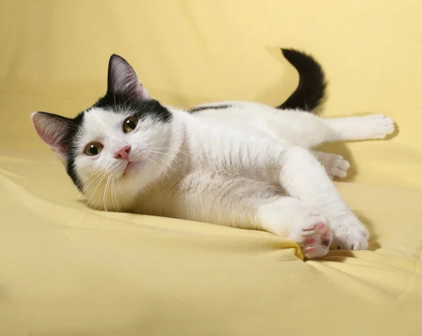 Blanco con manchas negras gatito acostado en amarillo —  Fotos de Stock