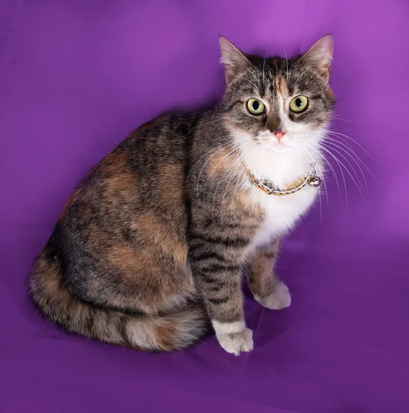 Tricolor striped cat sitting on lilac — Stock Photo, Image