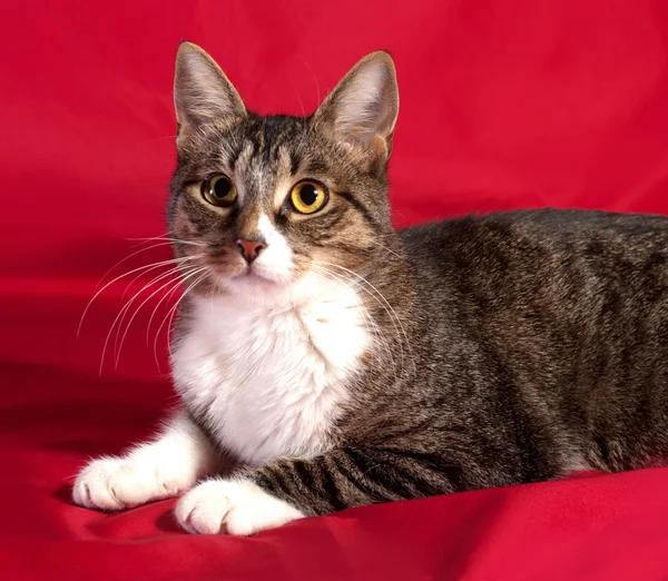 Chat rayé et blanc couché sur rouge — Photo