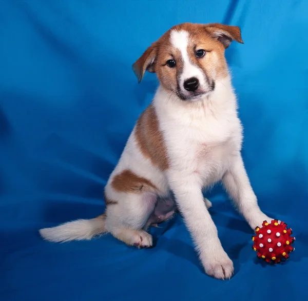 Filhote de cachorro vermelho e branco sentado no azul com bola vermelha — Fotografia de Stock