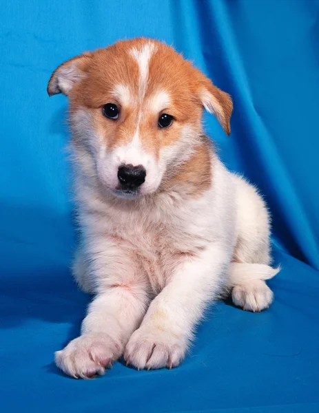 Red and white puppy sitting on blue — Stock Photo, Image