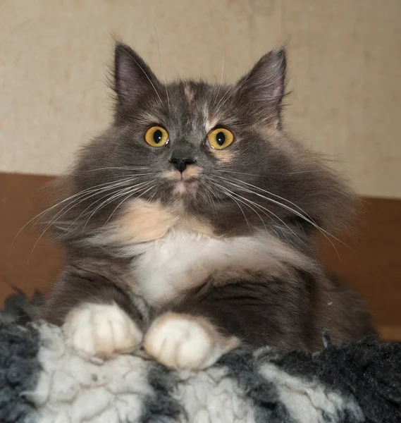 Трёхцветная кошка сидит на меховой подушке — стоковое фото