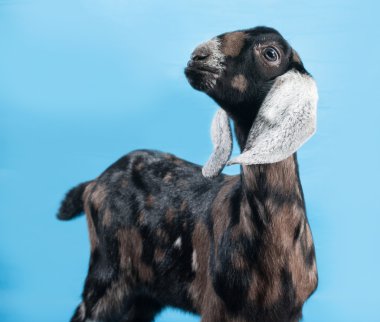Black, white and red Nubian lamb standing on blue  clipart
