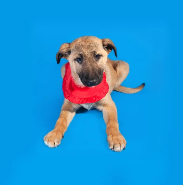 Thin yellow puppy in red bandanna sitting on blue — Stock Photo, Image