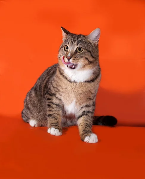 Tabby en witte kat zittend op oranje — Stockfoto